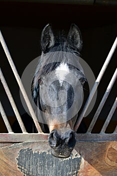 Portrait of a beautiful warmblood horse in an outdoor box