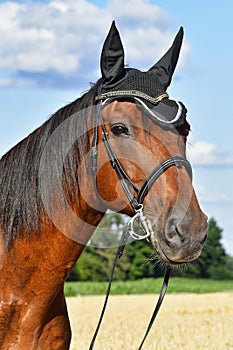 Portrait of a beautiful warmblood horse with a snaffle and an ear bonnet
