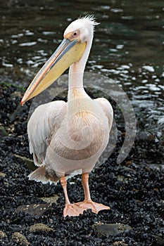 Portrait of beautiful water bird Pink-backed Pelican with yellow beak and gentle pink feathers and funny topknot