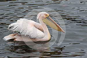 Portrait of beautiful water bird Pink-backed Pelican with yellow beak and gentle pink feathers and funny topknot