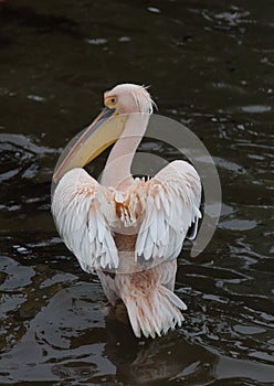 Portrait of beautiful water bird Pink-backed Pelican with yellow beak and gentle pink feathers and funny topknot