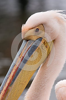 Portrait of beautiful water bird Pink-backed Pelican with yellow beak and gentle pink feathers and funny topknot