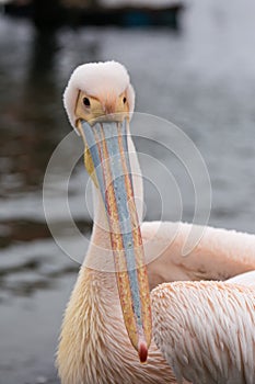 Portrait of beautiful water bird Pink-backed Pelican with yellow beak and gentle pink feathers and funny topknot