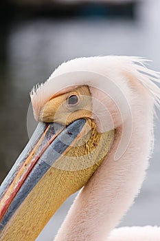 Portrait of beautiful water bird Pink-backed Pelican with yellow beak and gentle pink feathers and funny topknot