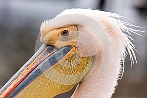 Portrait of beautiful water bird Pink-backed Pelican with yellow beak and gentle pink feathers and funny topknot