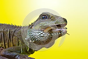 Portrait of beautiful water dragon lizard