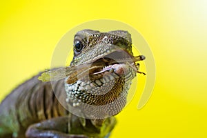 Portrait of beautiful water dragon lizard