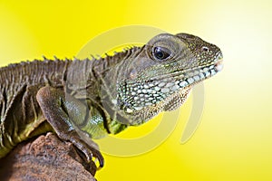 Portrait of beautiful water dragon lizard