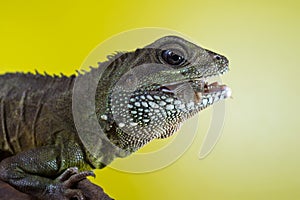 Portrait of beautiful water dragon lizard reptile eating an insect