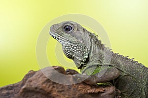 Portrait of beautiful water dragon lizard reptile sitting on a b