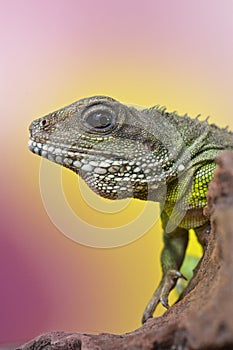 Portrait of beautiful water dragon lizard reptile sitting on a b