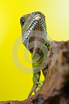 Portrait of beautiful water dragon lizard reptile sitting on a b