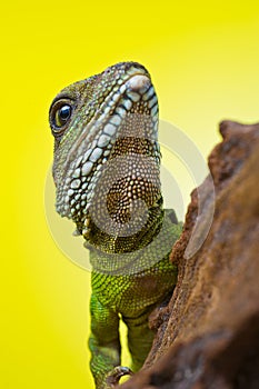 Portrait of beautiful water dragon lizard reptile sitting on a b