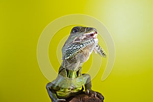 Portrait of beautiful water dragon lizard reptile sitting on a b