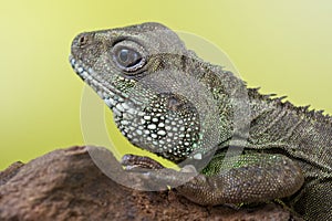 Portrait of beautiful water dragon lizard reptile sitting on a b