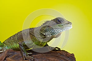 Portrait of beautiful water dragon lizard reptile sitting on a b