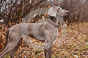 portrait of beautiful Weimaraner dog an autumn nature. Hunting dog outdoors