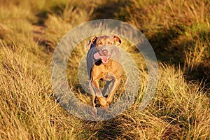 Portrait of a beautiful weimeraner dog
