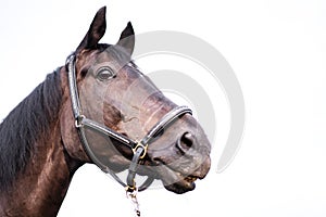 Portrait of a beautiful well-groomed dark horse on a white background. Isolated