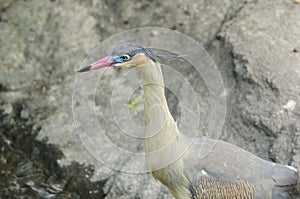 Portrait of a whistling heron, Syrigma sibilatrix; specimen in captivity photo