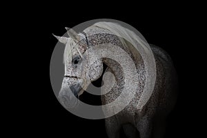 Portrait of a beautiful white arabian horse