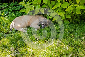 Portrait of beautiful white, beige Irish wolfhound dog posing in the garden. Happy puppy dog sitting on grass at summer