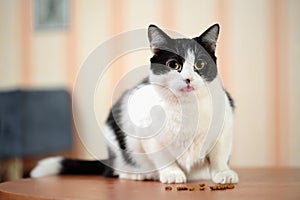 Portrait of a beautiful white and black cat sitting on the table with tongue sticked out in front of small pile of dry food