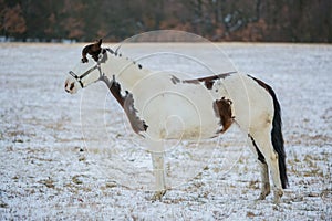 Portrait of beautiful white and brown paint horse
