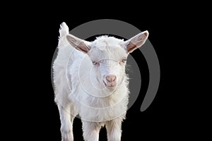 Portrait of a beautiful white goatling on a black background