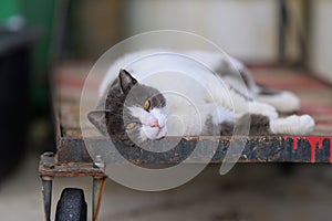Portrait of a beautiful white grey cat