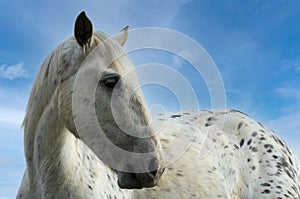 Portrait of a beautiful white and grey horse