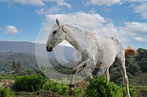 Retrato hermoso blanco gris un caballo 