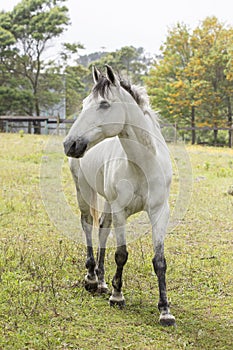 Portrait of a beautiful white horse