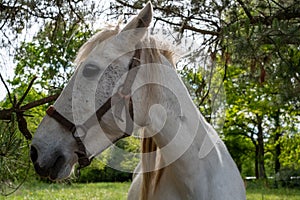 Portrait of beautiful white horse