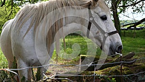 Portrait of beautiful white horse