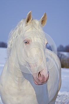 portrait of beautiful white horse with blue eyes