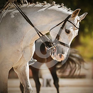 Portrait of a beautiful white horse with a braided mane and rider in the saddle, which performs at dressage competitions, and