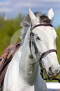 Portrait of a beautiful white horse with bridle in the field