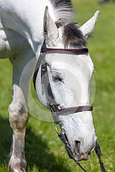 Portrait of a beautiful white horse with bridle in the field