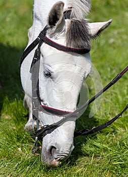 Portrait of a beautiful white horse with bridle in the field