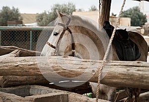 Portrait of a beautiful white horse in a bridle in his stable, close-up