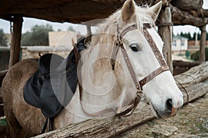 Portrait of a beautiful white horse in a bridle in his stable, close-up