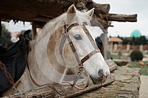 Portrait of a beautiful white horse in a bridle in his stable, close-up