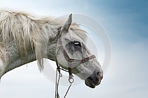 Portrait of a beautiful white horse with brown spots