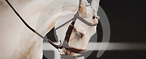 Portrait of a beautiful white horse with a leather bridle on its muzzle on a dark background. Equestrian sports