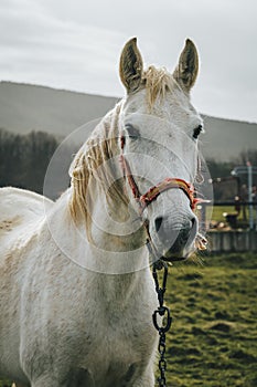 Portrait of a beautiful white horse in nature