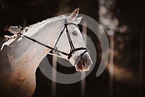 Portrait of a beautiful white horse with a rider in the saddle in the evening against a background of dark foliage. Equestrian