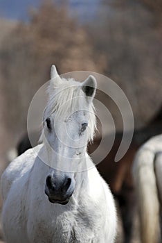 Portrait of beautiful white horses
