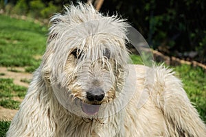 Portrait of beautiful white Irish wolfhound dog posing in the garden. Happy dog sitting on grass at spring time