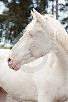 Beautiful white isabella horse with blue eyes in autumn photo